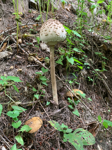 Velika sunčanica (Macrolepiota procera)
