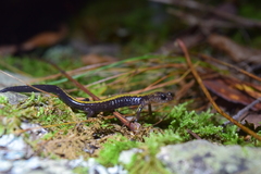 Plethodon shenandoah