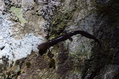 Plethodon shenandoah