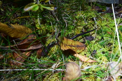 Plethodon shenandoah