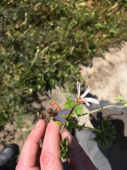 Pelargonium alchemilloides