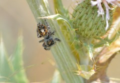 Phidippus comatus