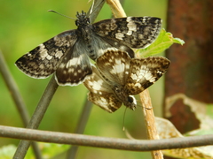 Chiomara