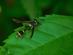 Polybiomyia bellardii