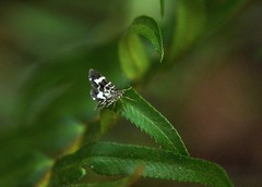 Trichodezia californiata