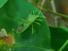 Discogastrini