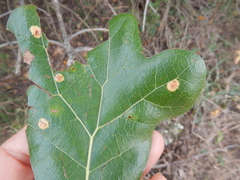 Polystepha quercifolia