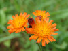 Orange Hawkweed - Photo (c) Eric Guimbard, some rights reserved (CC BY-NC-SA)