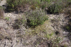 Aspalathus retroflexa retroflexa