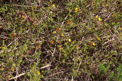 Aspalathus retroflexa retroflexa