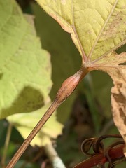 Neolasioptera vitinea