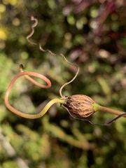 Neolasioptera vitinea