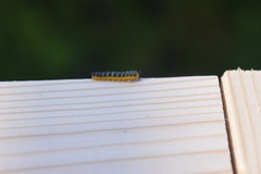 Macremphytus tarsatus