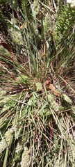 Tribolium hispidum