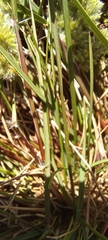 Tribolium hispidum