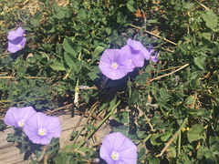 Convolvulus sabatius