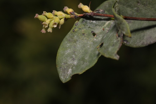 snowberry powdery mildew