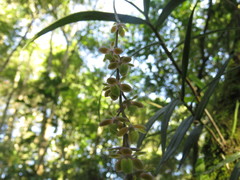 Epidendrum laucheanum