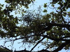 Psittacanthus calyculatus