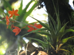 Prosthechea vitellina