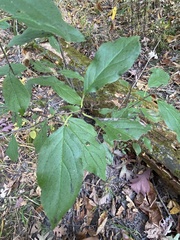 Rhamnus japonica