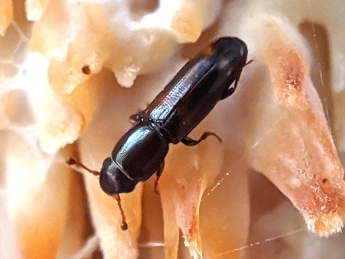 Rhizophagus sayi