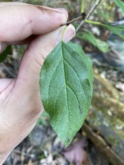 Rhamnus japonica