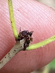 Rhamnus japonica