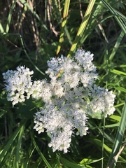 Eupatorium perfoliatum