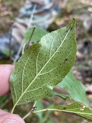 Rhamnus japonica