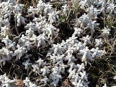 Cerastium biebersteinii