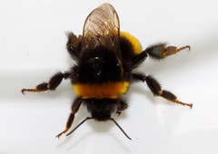 Bombus terrestris dalmatinus