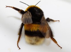 Bombus terrestris dalmatinus