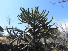 Myrtillocactus geometrizans