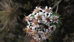 Linochilus phylicoides