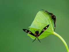 Thyrassia subcordata
