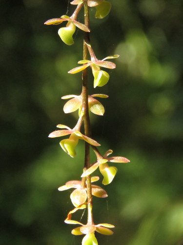 Laucheanum Orchid