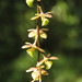 Epidendrum laucheanum - Photo (c) teresap,  זכויות יוצרים חלקיות (CC BY-NC), הועלה על ידי teresap