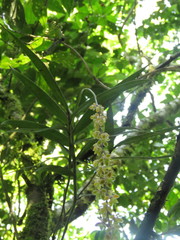 Epidendrum laucheanum