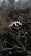 Linochilus phylicoides