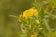 Aeschynomene montevidensis