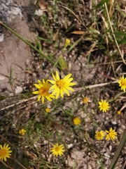Oxypappus scaber