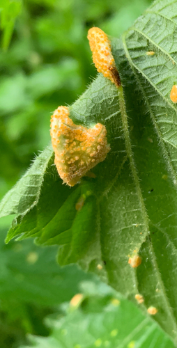 Hrdza (Puccinia urticata)