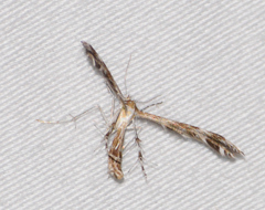 Dejongia californicus