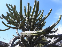 Myrtillocactus geometrizans