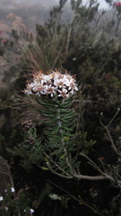 Linochilus phylicoides