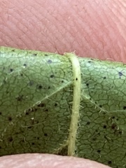 Rhamnus japonica