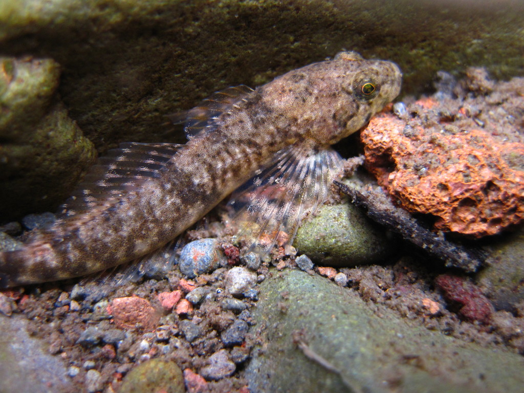 Shorthead Sculpin
