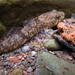 Shorthead Sculpin - Photo (c) Robby Deans, some rights reserved (CC BY-NC), uploaded by Robby Deans