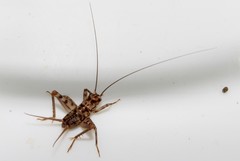 Gryllomorpha